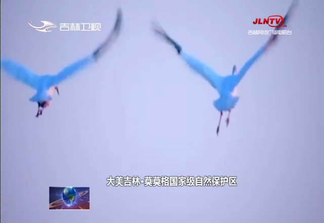 【庆祝新中国成立70周年微视频展播】白鹤国度