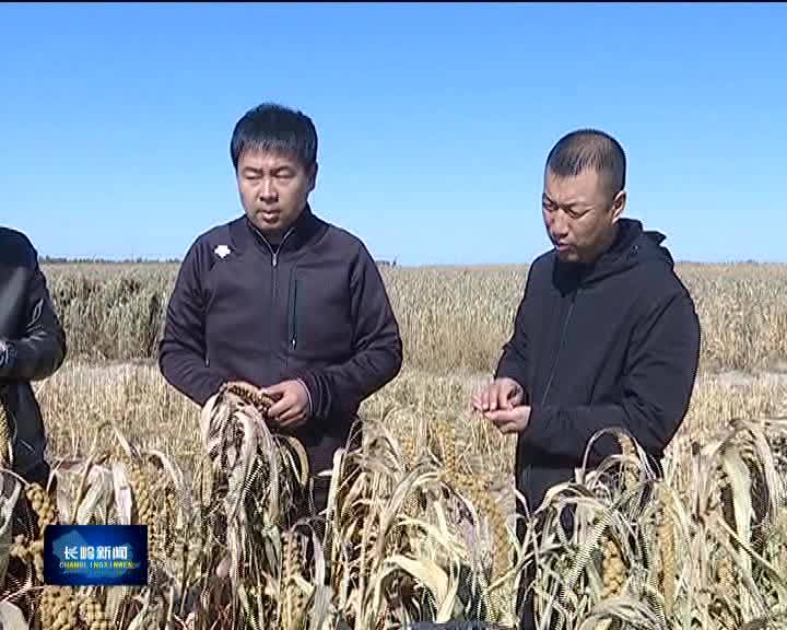 长岭：发展有机杂粮产业  促农民增收致富