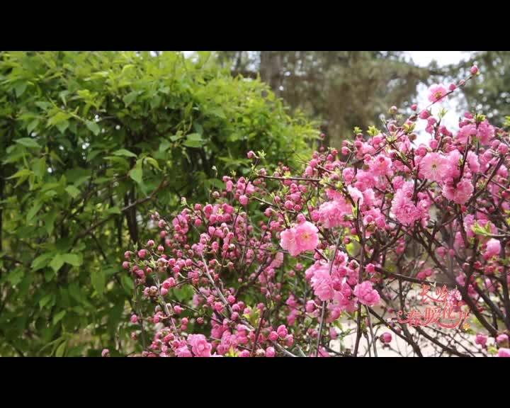 长岭春暖花开