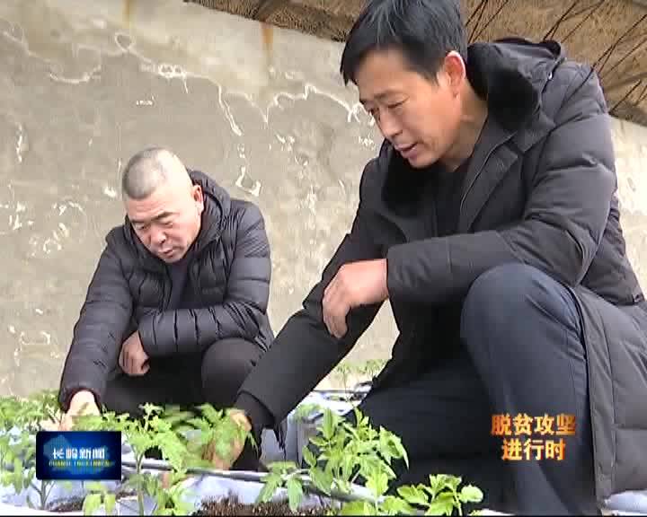 【脱贫攻坚进行时】桃花艳 草莓香 特色种植有“钱”景