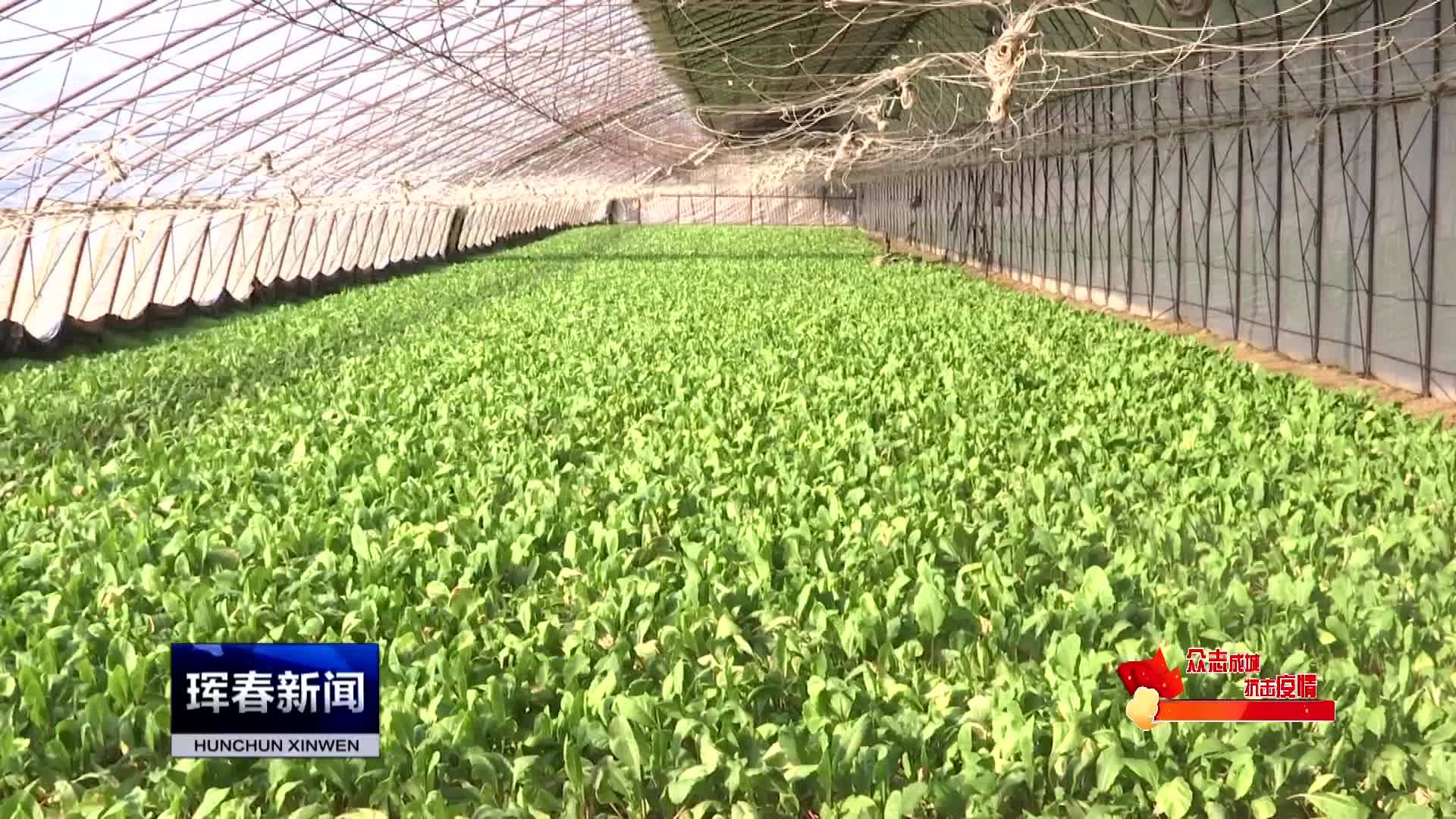 珲春市领导调研“菜篮子”工程建设情况