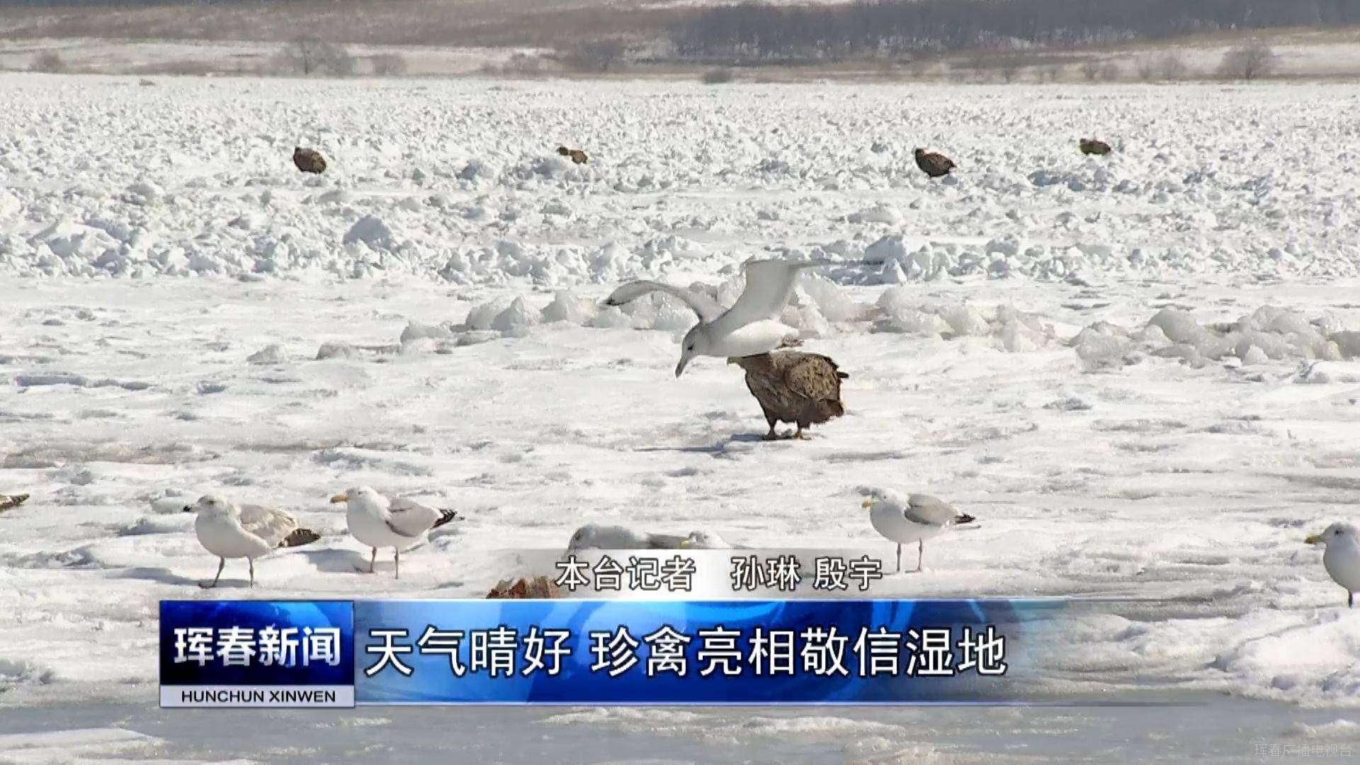 珲春：天气晴好 珍禽亮相敬信湿地