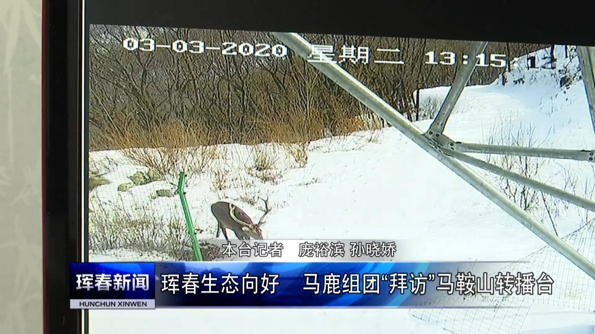 珲春生态向好　马鹿组团“拜访”马鞍山转播台