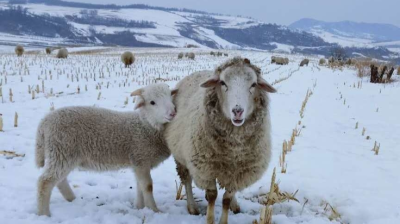 【爱心助农】龙井市德新乡兴隆村出售300只活羊 在“疫”线 念“羊经” 发“羊财”