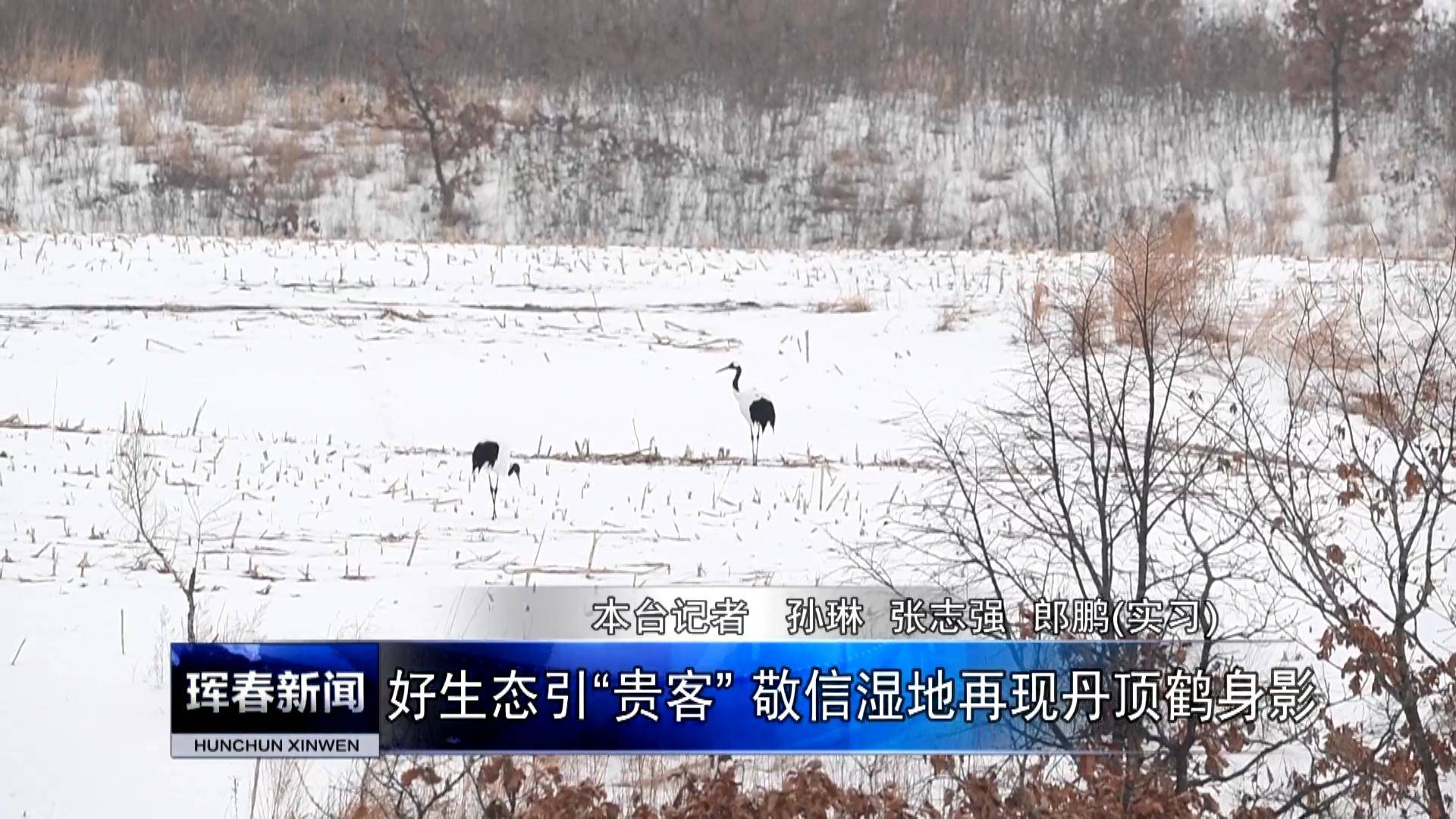 好生态引“贵客” 敬信湿地再现丹顶鹤身影