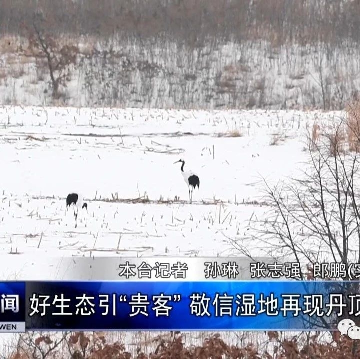 好生态引“贵客” 敬信湿地再现丹顶鹤身影