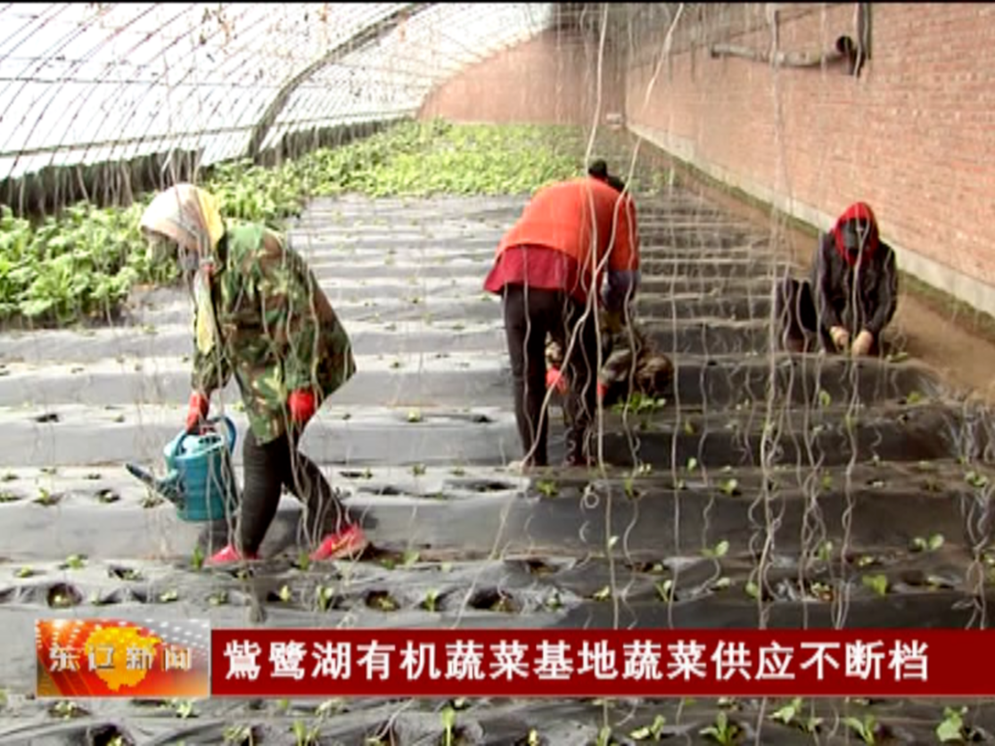 鴜鹭湖有机蔬菜基地蔬菜供应不断档