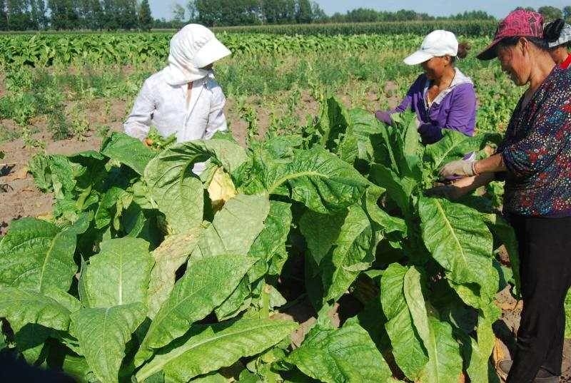 【农安融媒 爱心助农】第一书记为您推介黄烟产品 请大家关注吧！