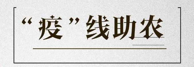 “疫”线助农│5000余公斤绿色有机弱碱大米滞销，第一书记盼销路