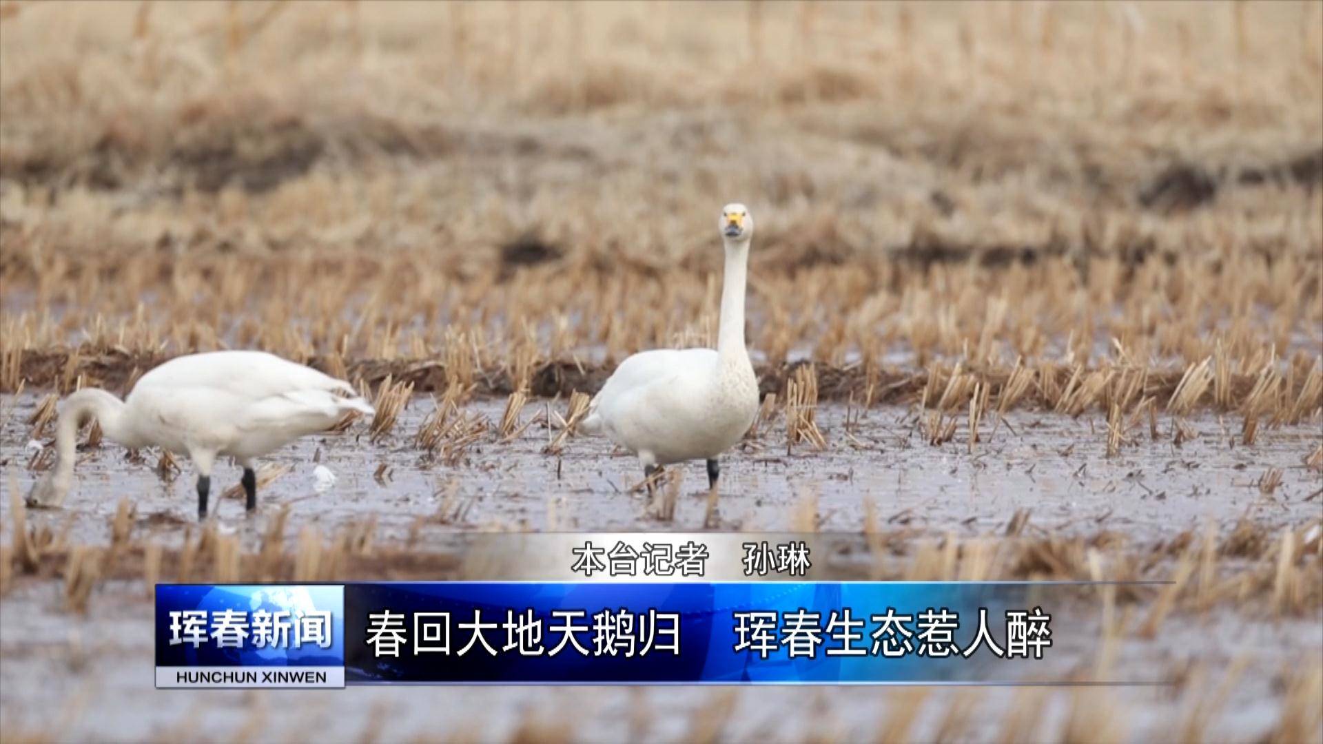 春回大地天鹅归　珲春生态惹人醉