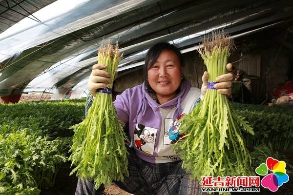 光明村叶类菜鼓了菜农“钱袋子” 稳了市民“菜篮子”