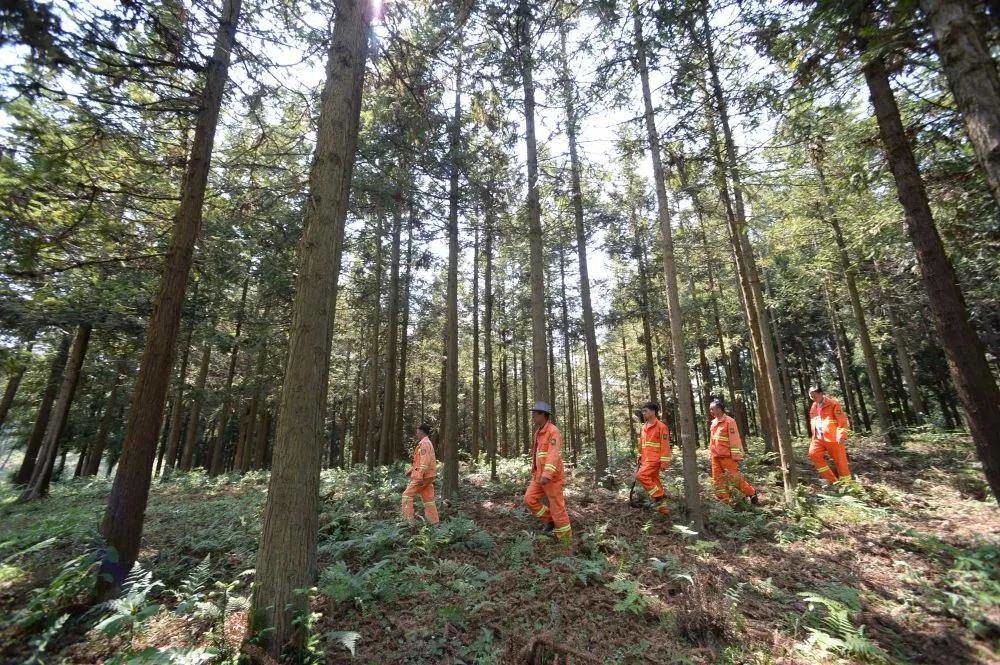 提升森林防灭火“地方队”能力“堵”在哪？