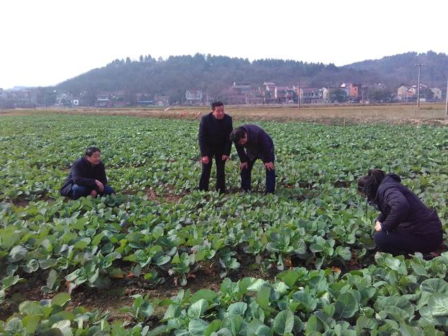 三部门：确保东北4省区粮食播种面积只增不减