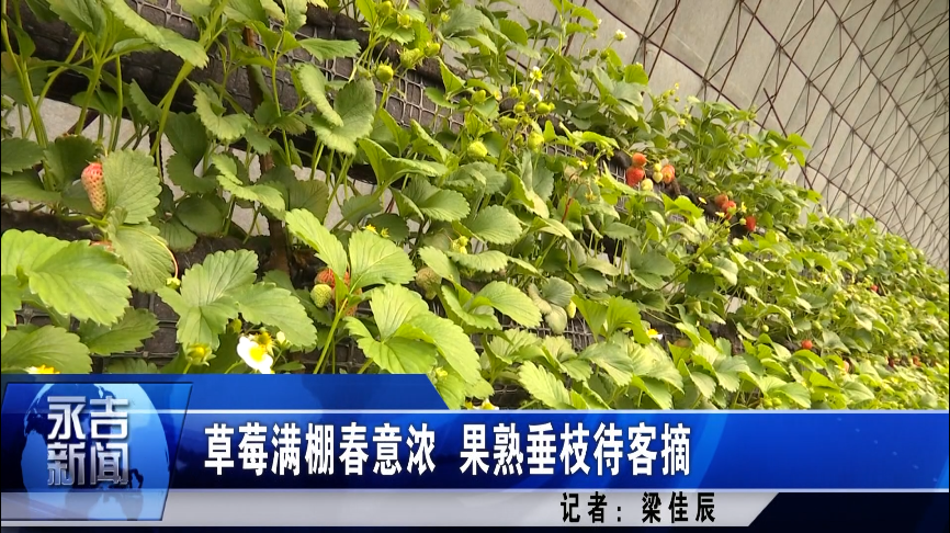 三金村草莓熟了