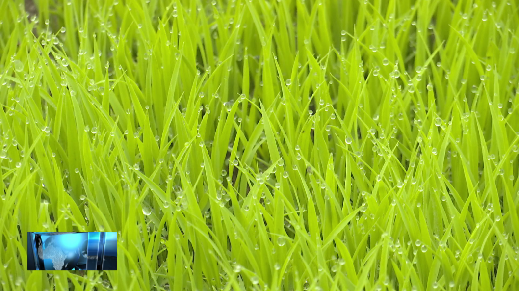 镇赉：嫩江水浸润鹤乡田