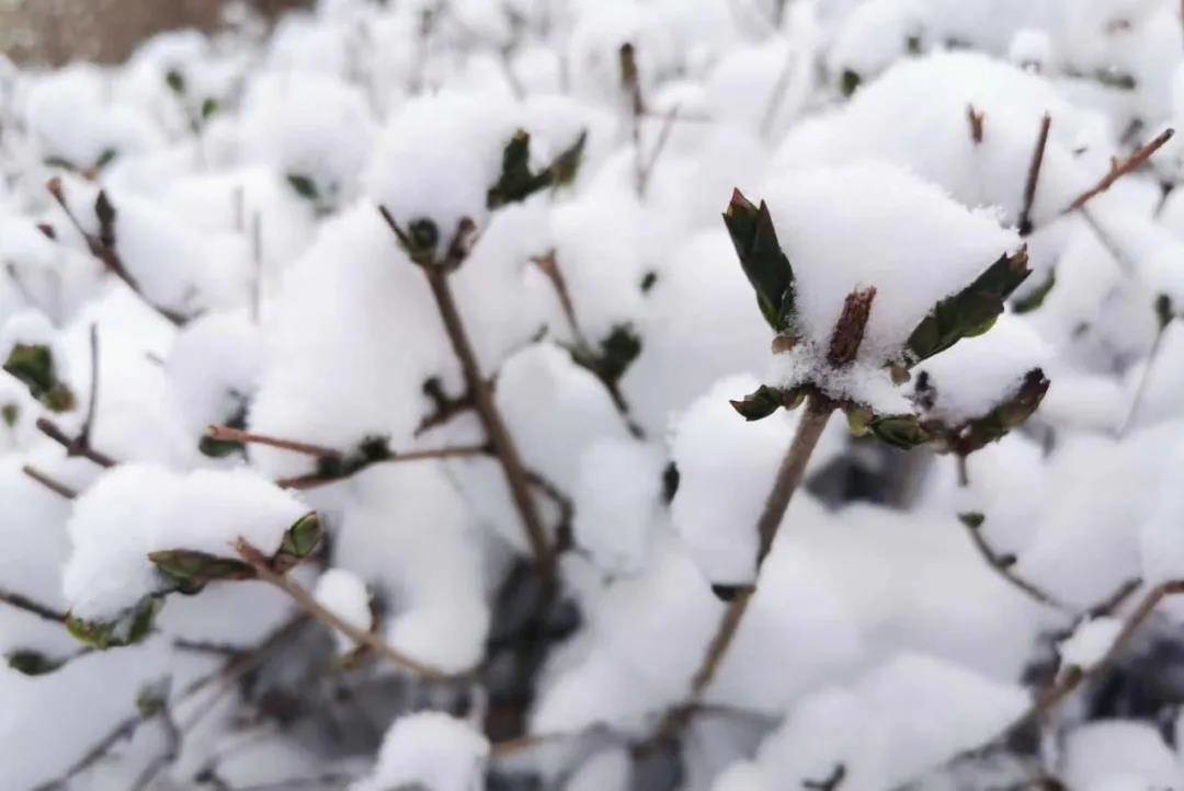 【头条】镇赉迎来“四月飞雪”