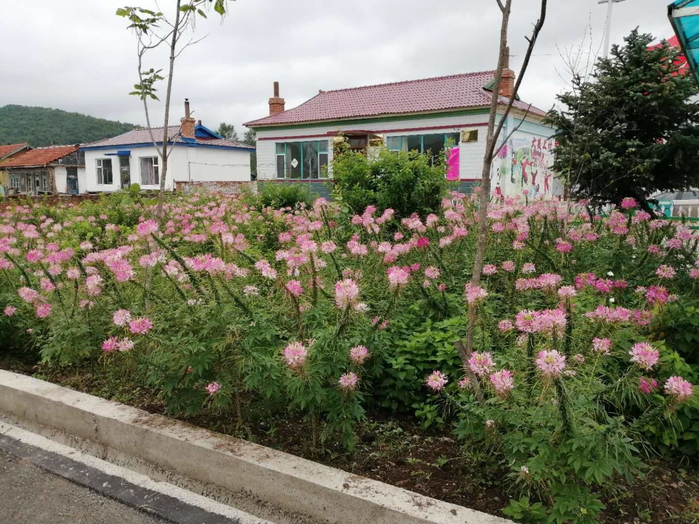 大棚木耳花卉种植 助力脱贫攻坚