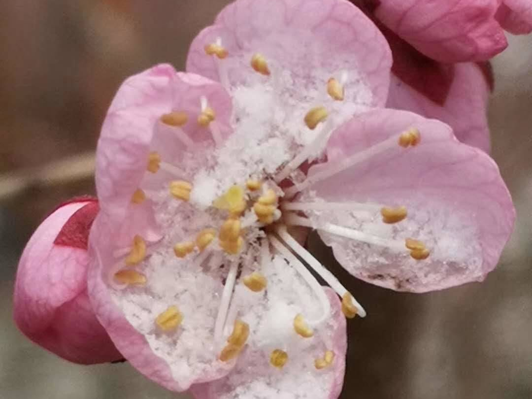 岭城四月，“雪~花”相融！