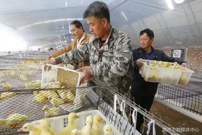 打飞的，住暖棚，助脱贫…象山又一批2000鹅苗飞抵延边