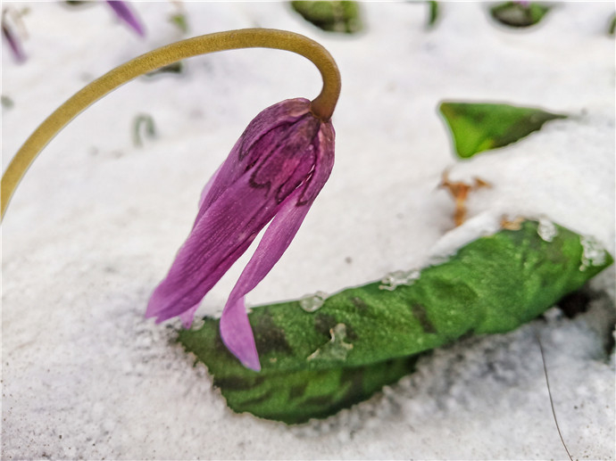 别样美感，春雪中傲然绽放的花儿