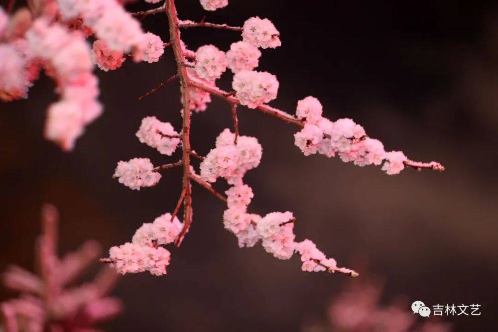 雪花桃花一树开