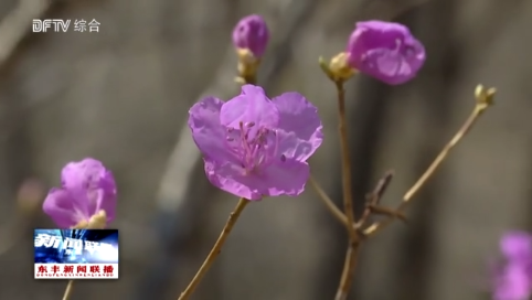 小四平镇杜鹃花谷：万事俱备 只等君来