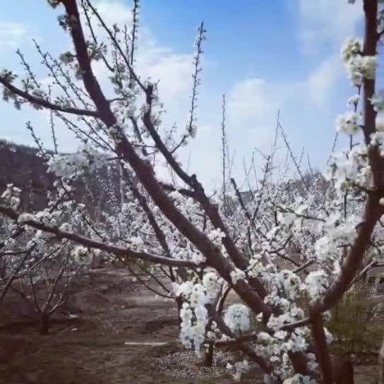 【微视频】花开五月