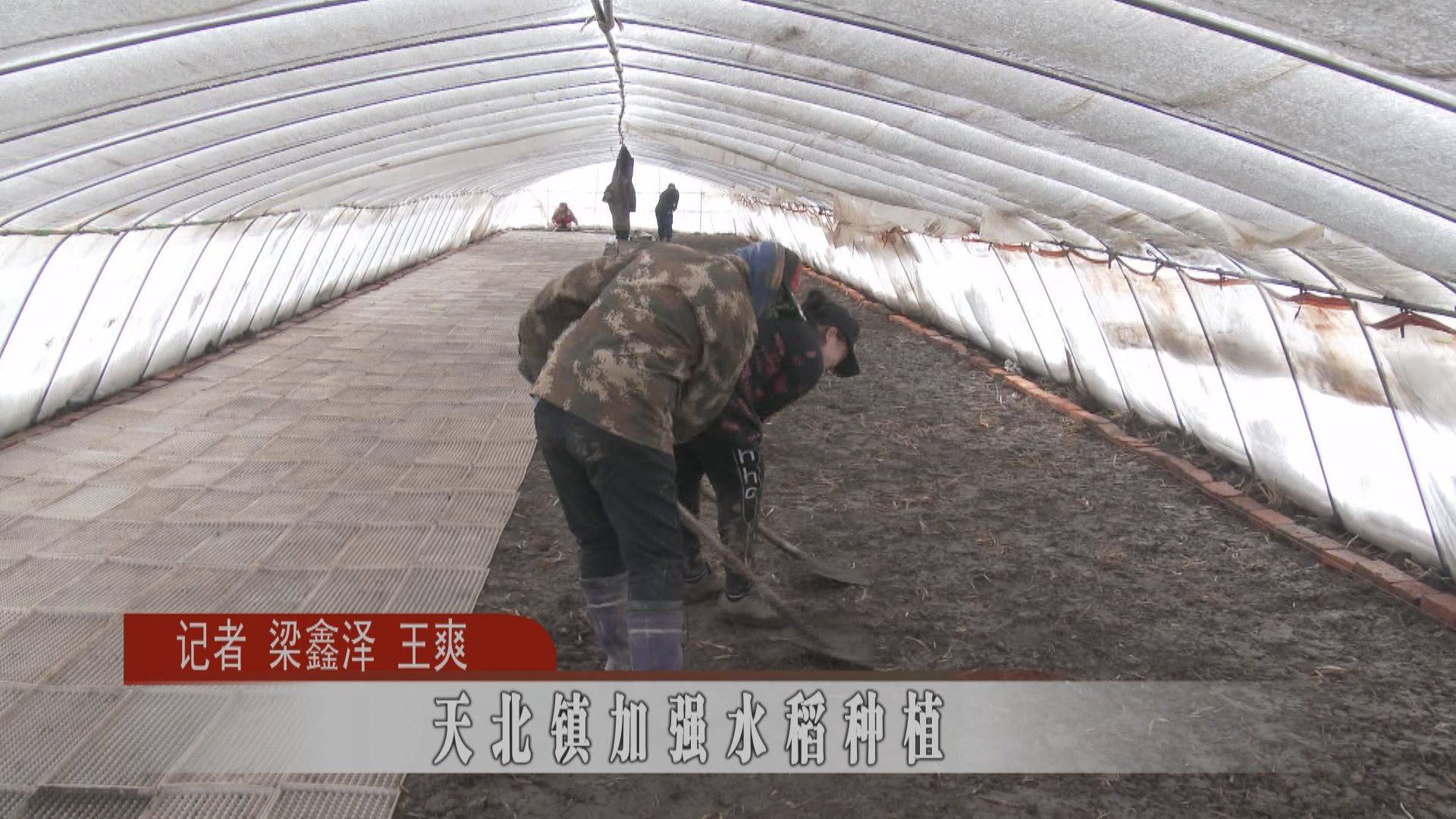 蛟河市天北镇加强水稻种植