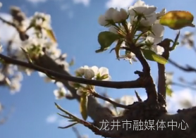 【微视频】初夏的龙井万亩果园迎来盛开的苹果梨花