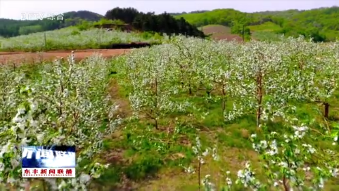 小四平镇：苹果花盛开  淡雅送清香