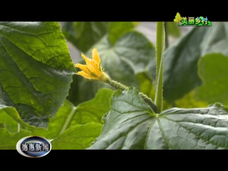艳昌合作社：高效种植模式 让贫困群众的“钱袋子”丰盈起来