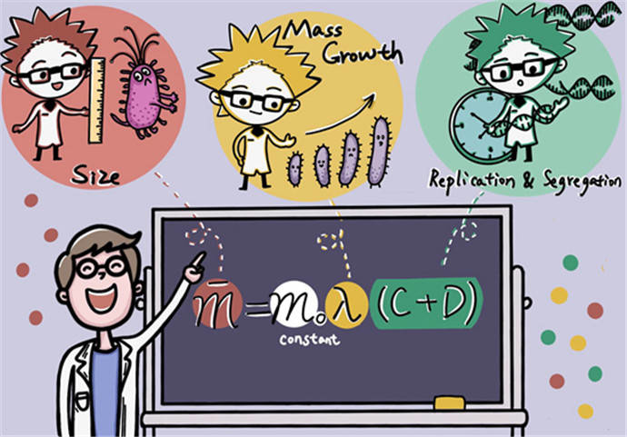 挑战权威！中国科学家提出决定细菌大小的全新公式