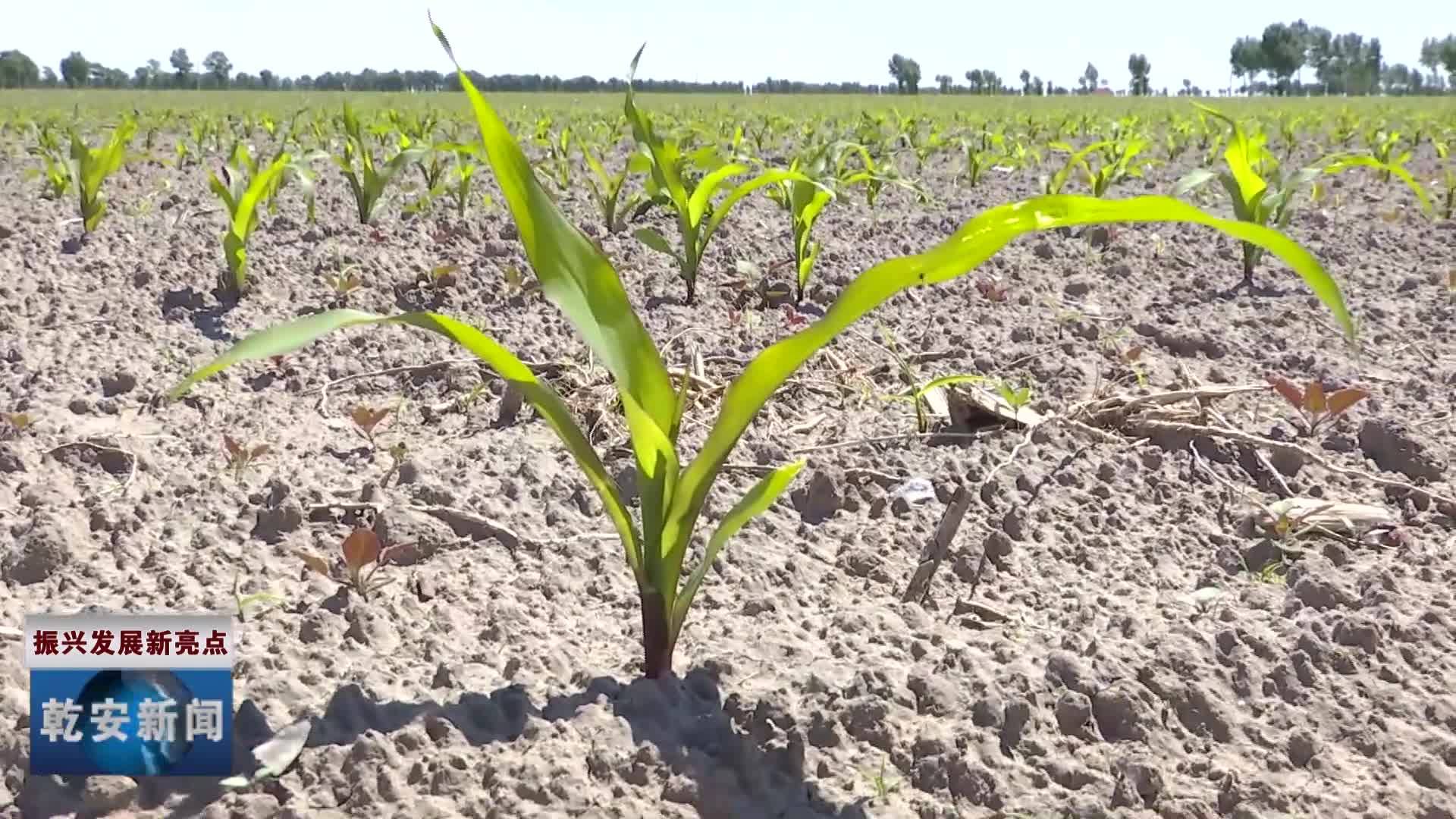 大遐畜牧场：“小田”变“大田” 增产又增收