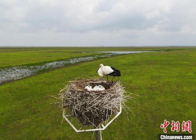 东方白鹳安居吉林镇赉繁育后代