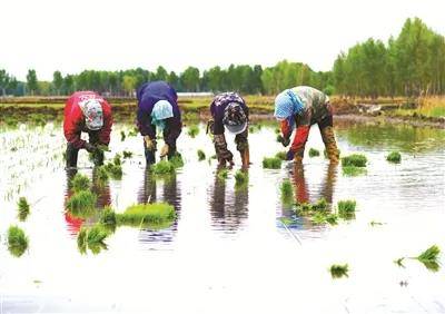 喜讯！国家水稻重点研发计划在镇赉大屯顺利实施