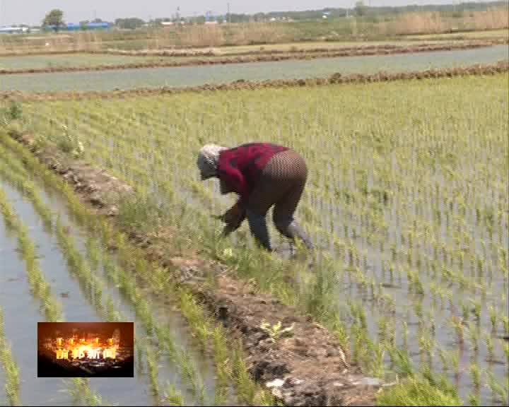 八郎镇加强田间管理 确保水稻高产质优