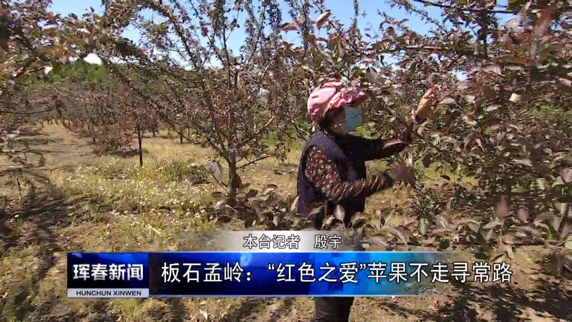 板石孟岭：“红色之爱”苹果不走寻常路