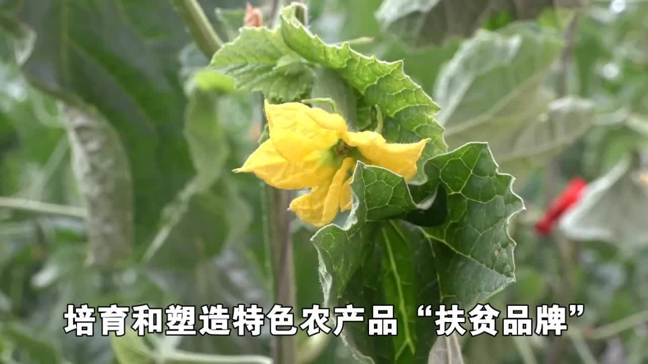 【书记代言】  柳南乡党委书记于淑芝为椴树蜜代言