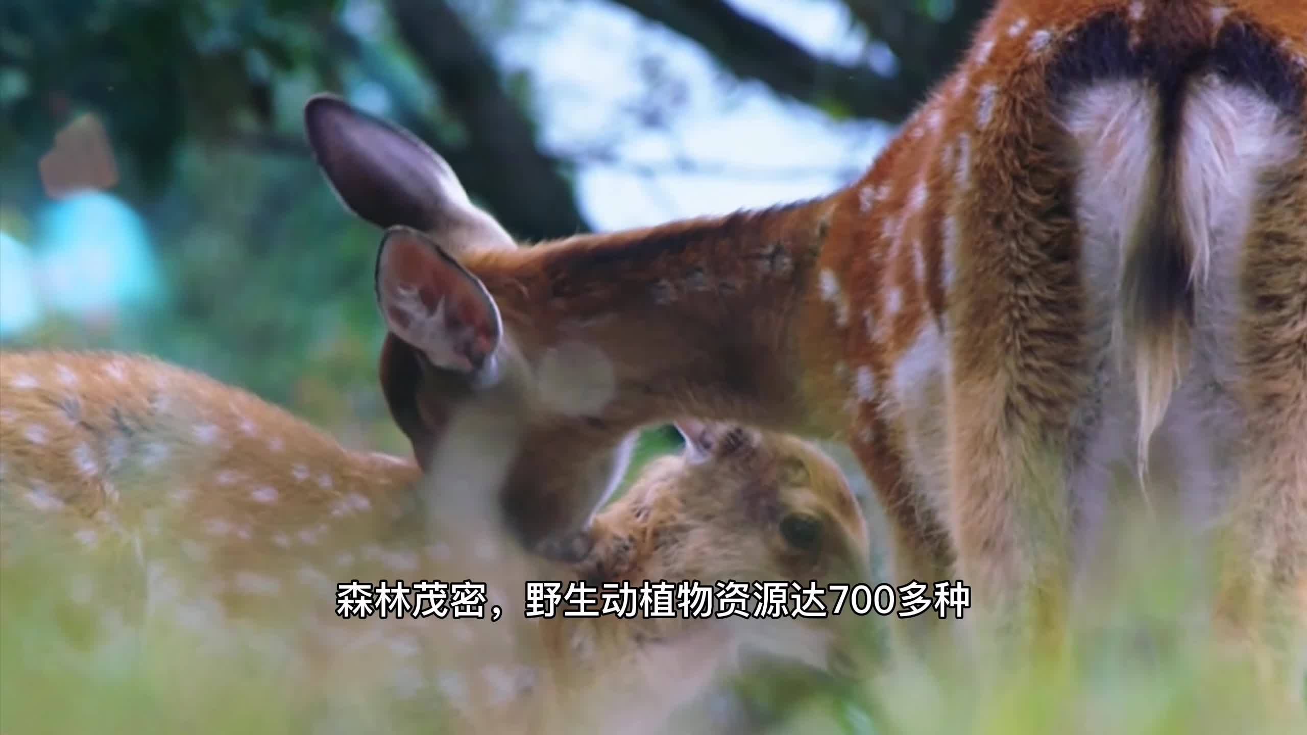 【书记代言】  凉水河子镇党委书记王华民为凉水镇代言