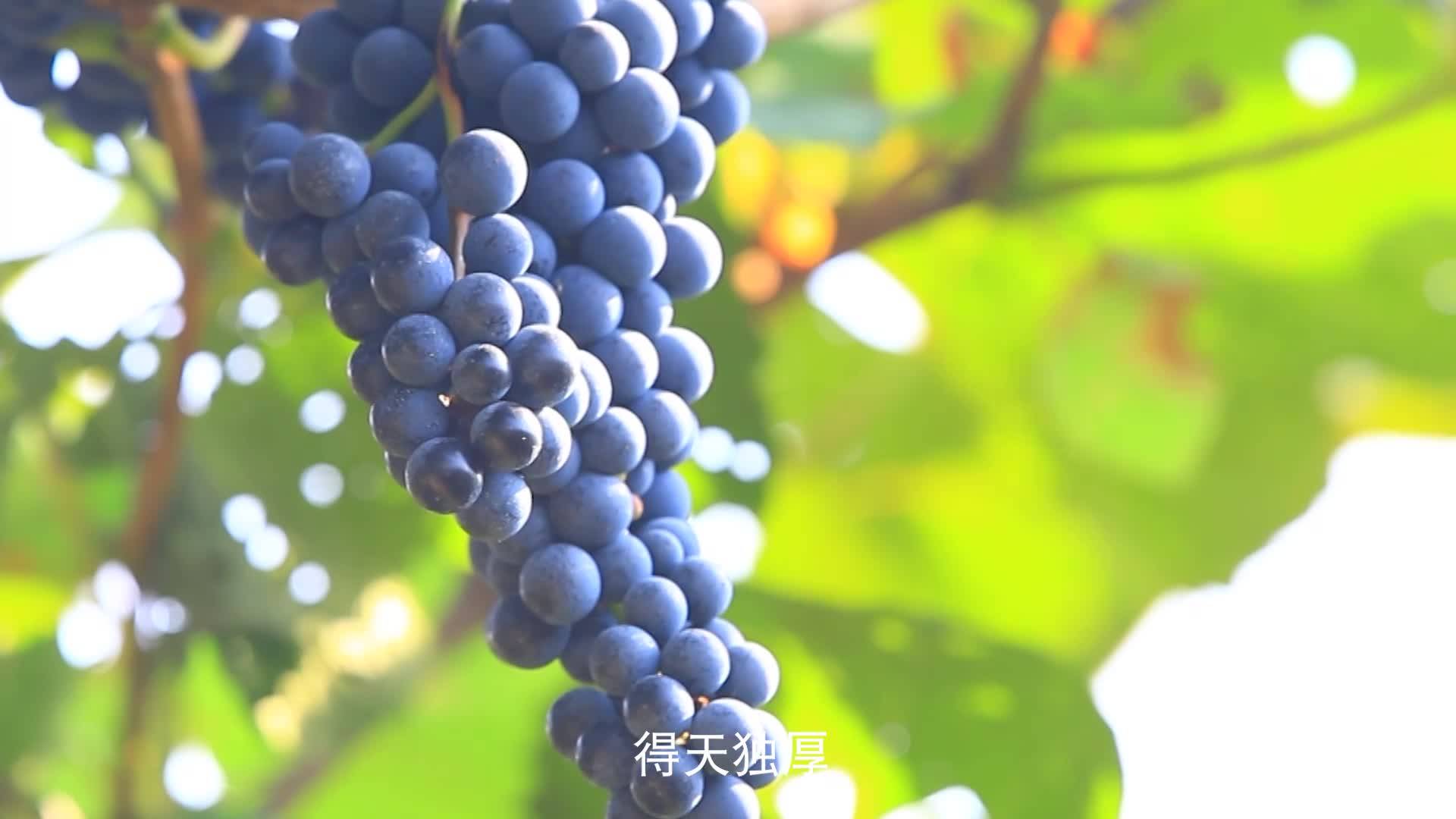 【书记代言】  中岗街道党工委书记张辉为太平村山葡萄代言