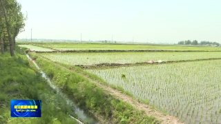 视频快讯丨公主岭市水稻秧苗进入田间管理阶段