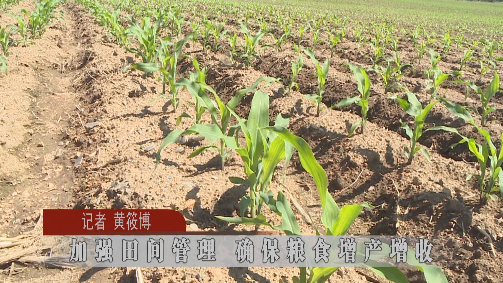 蛟河：加强田间管理 确保粮食增产增收