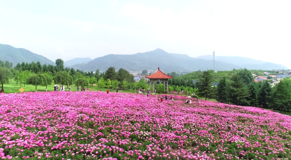 北国江南芍药香