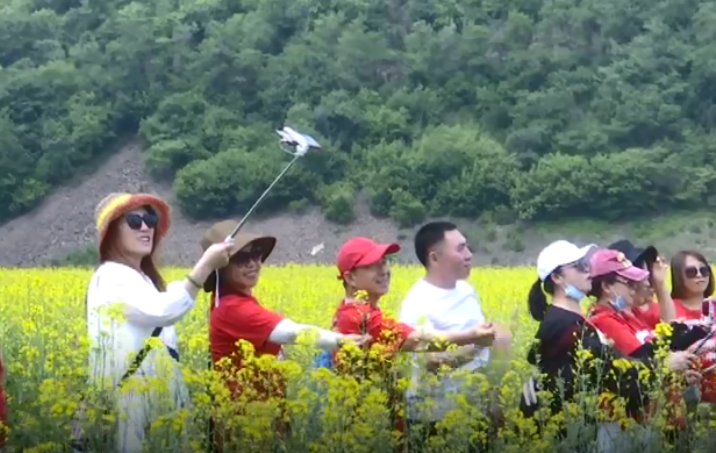 油菜花如海 风光惹人醉