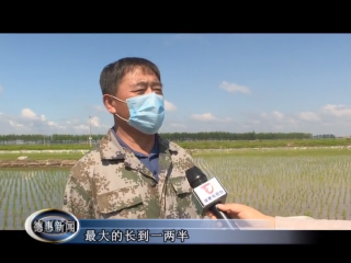 我市稻田养殖小龙虾试点养殖初见成效