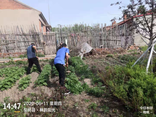 城市管理行政执法局街区执法大队对城区市民非法占用公共绿地违规种植农作物行为进行专项集中清理整治