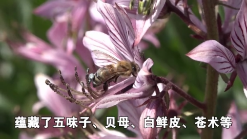 【书记代言】  五道沟镇党委书记刘景全为五道沟镇代言