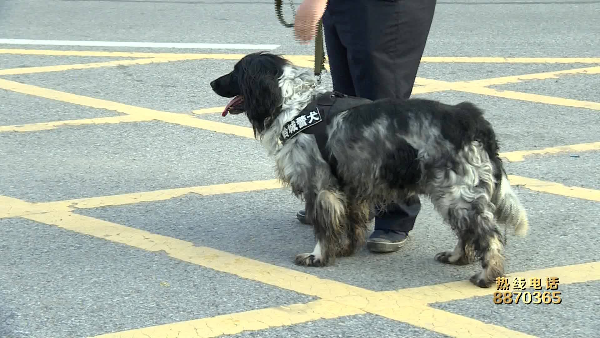 警察警犬齐出动  护航高考维治安