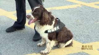 视频快讯丨警察警犬齐出动 护航高考维治安