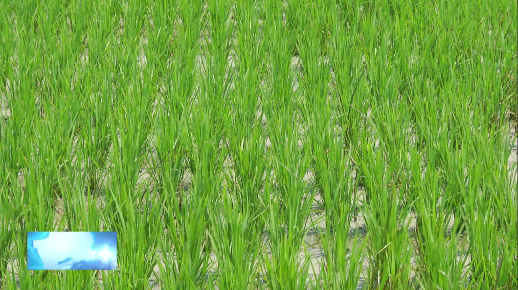 镇赉：以稻治碱改土增田又增收